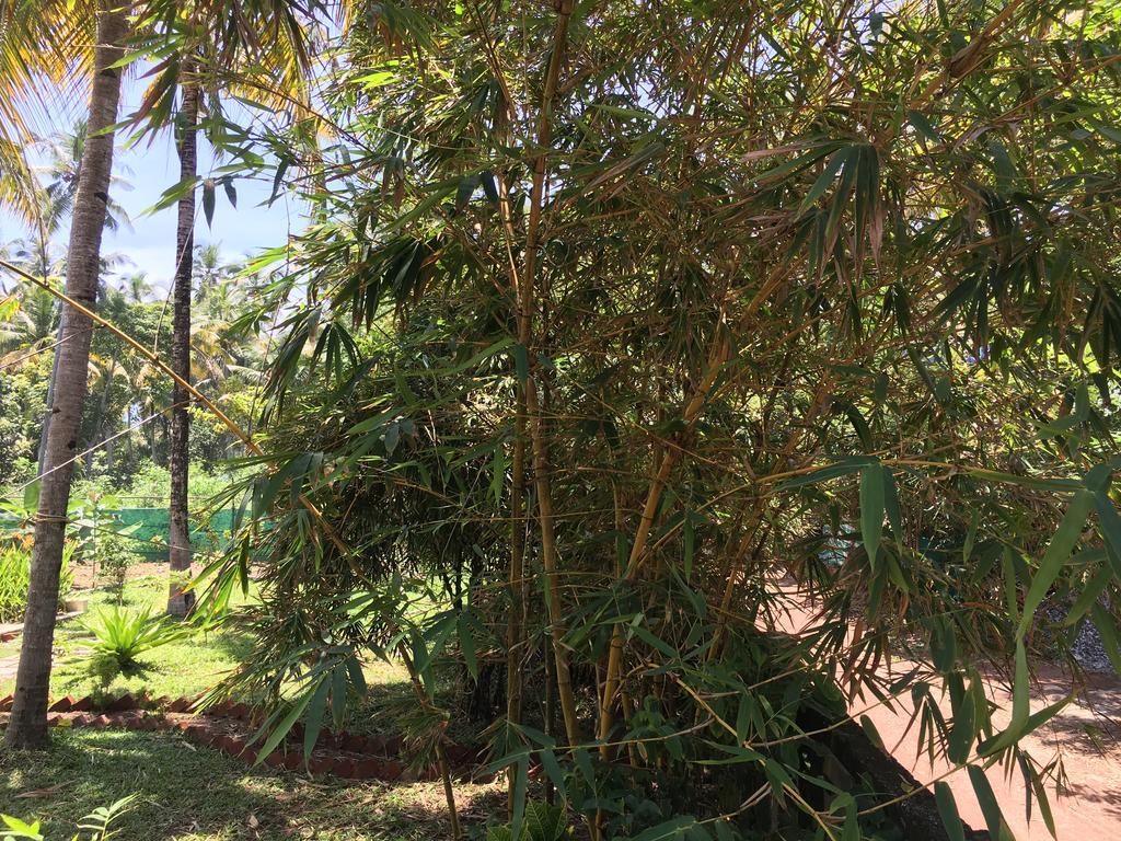 Divine Bliss Beach Resort Varkala Εξωτερικό φωτογραφία